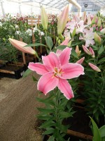 [4204 Marlon 2N No101.JPG]